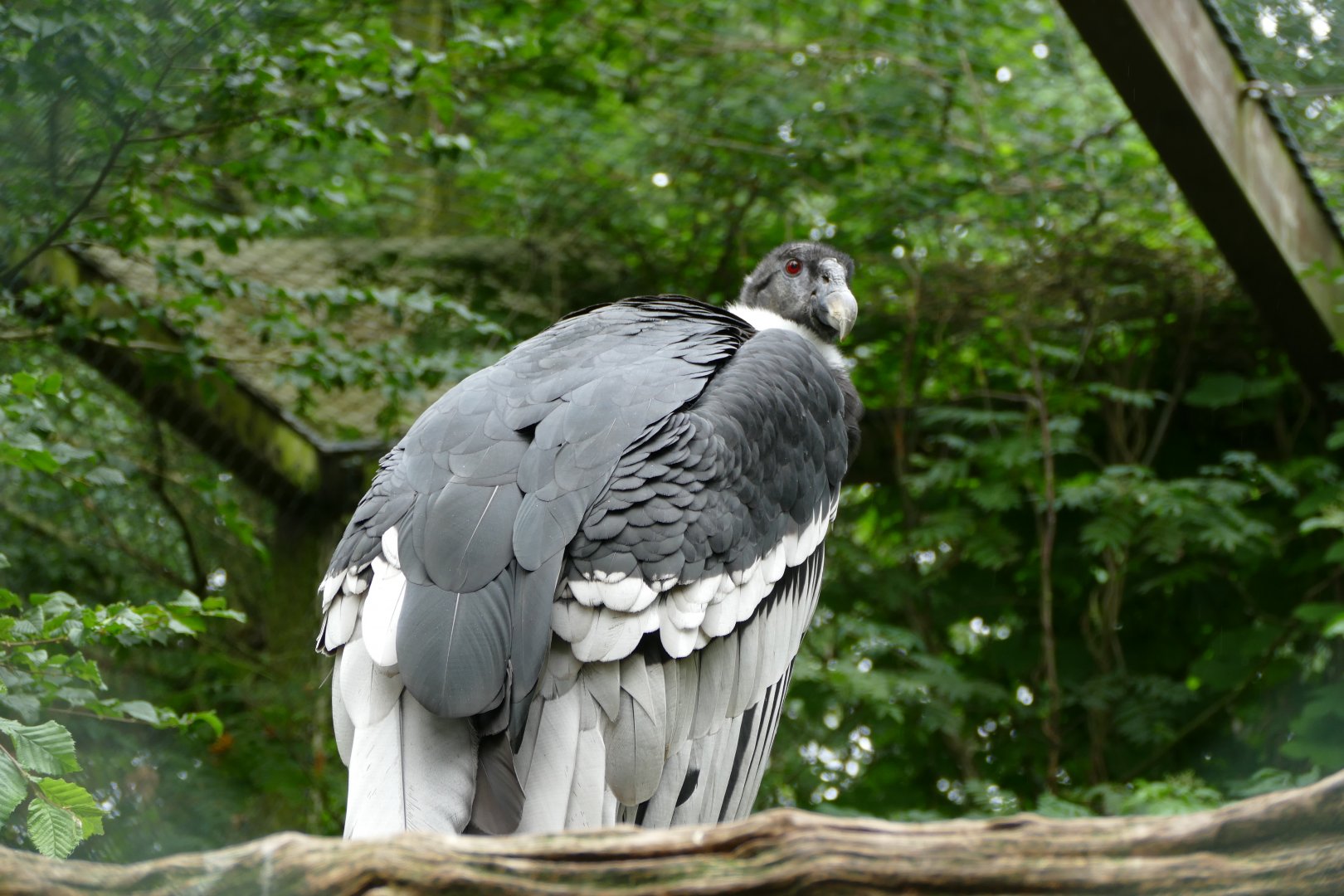 Andean condor