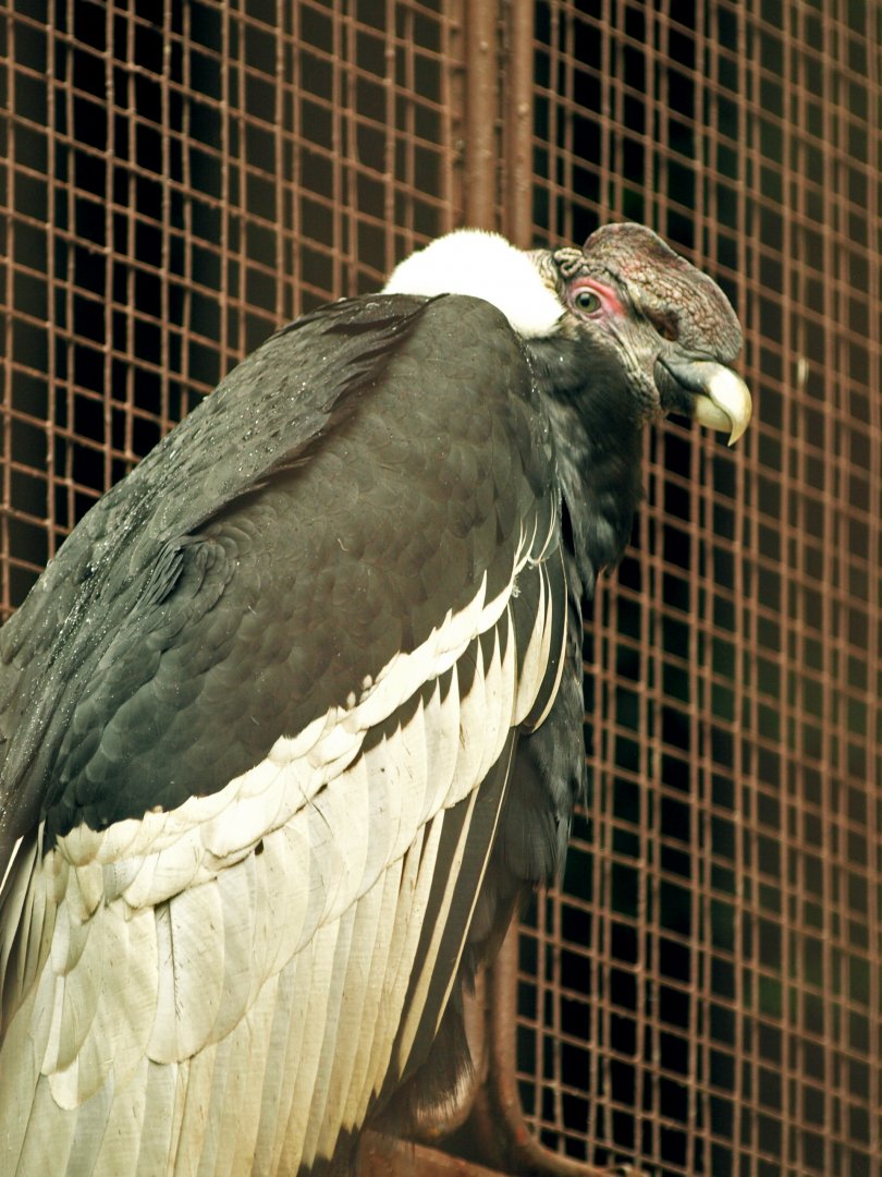 Andean condor