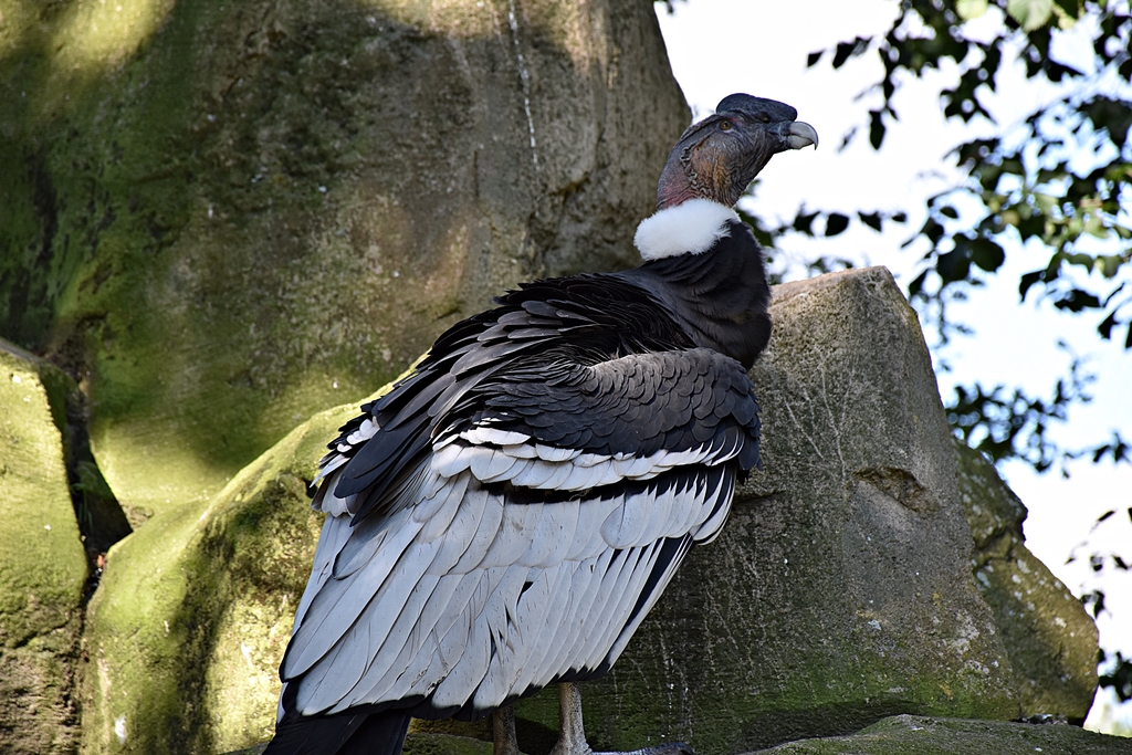 Andean Condor