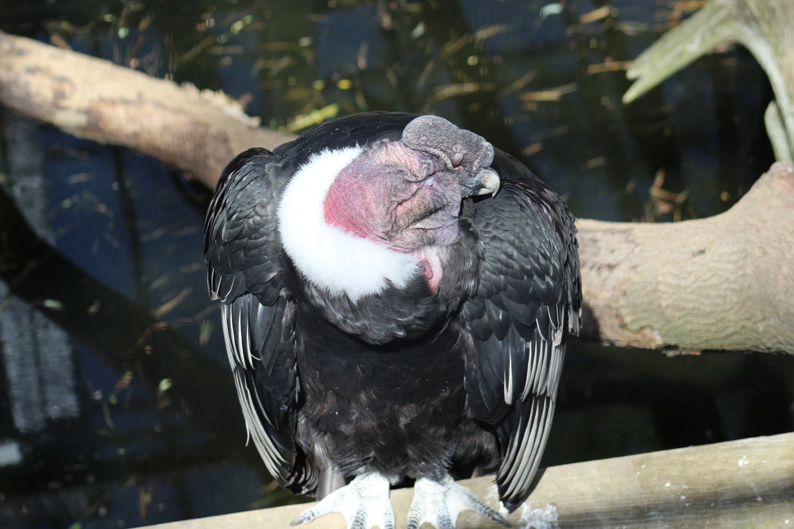 Andean Condor