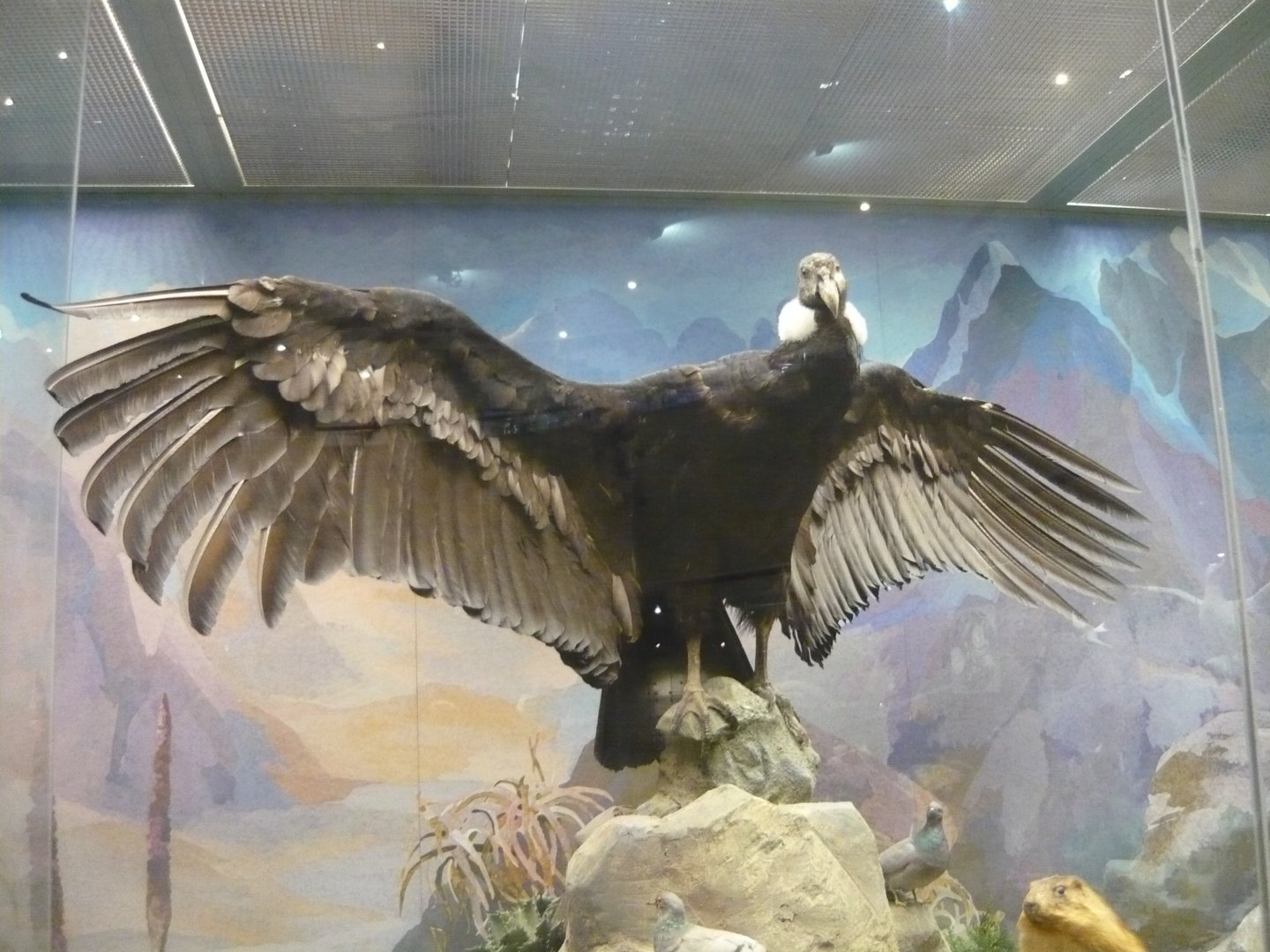 Andean condor