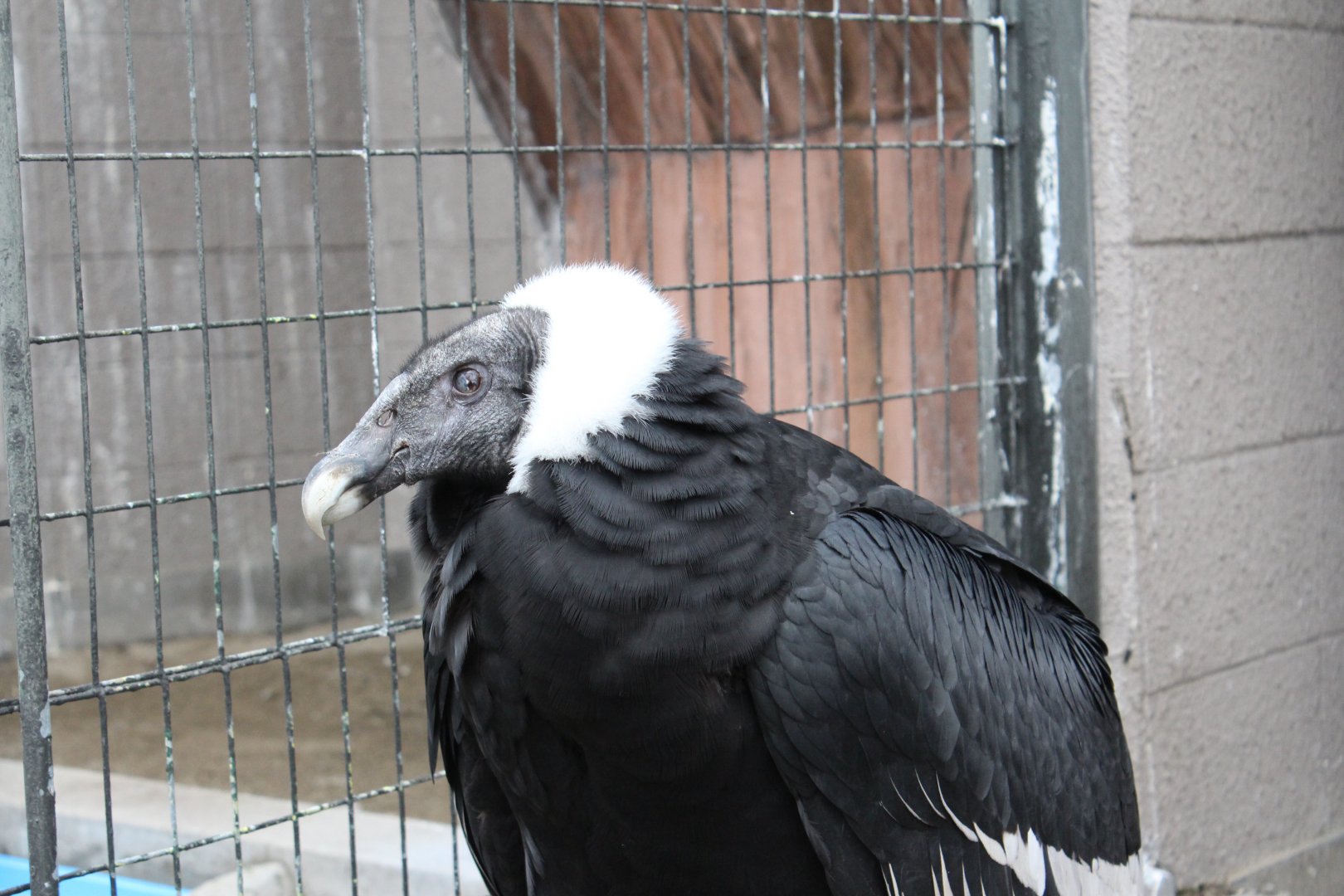Andean condor