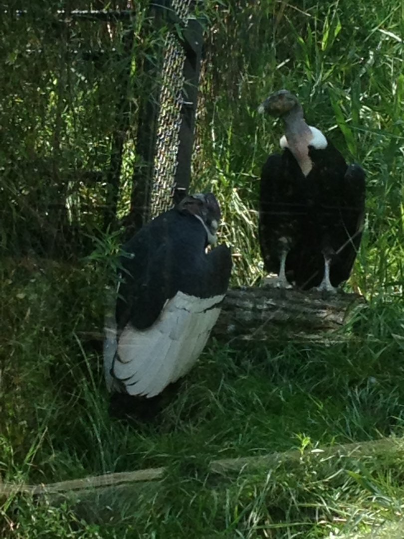 Andean Condor