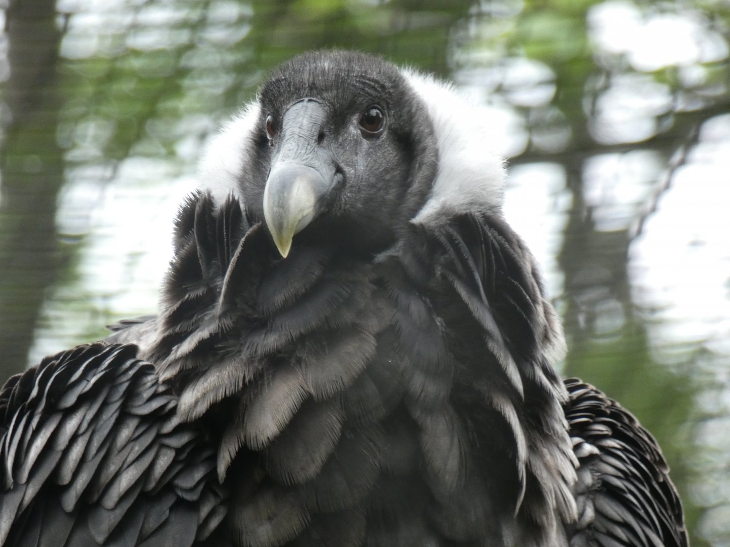 Andean Condor