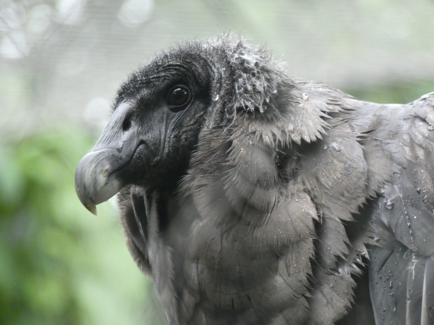 Andean Condor