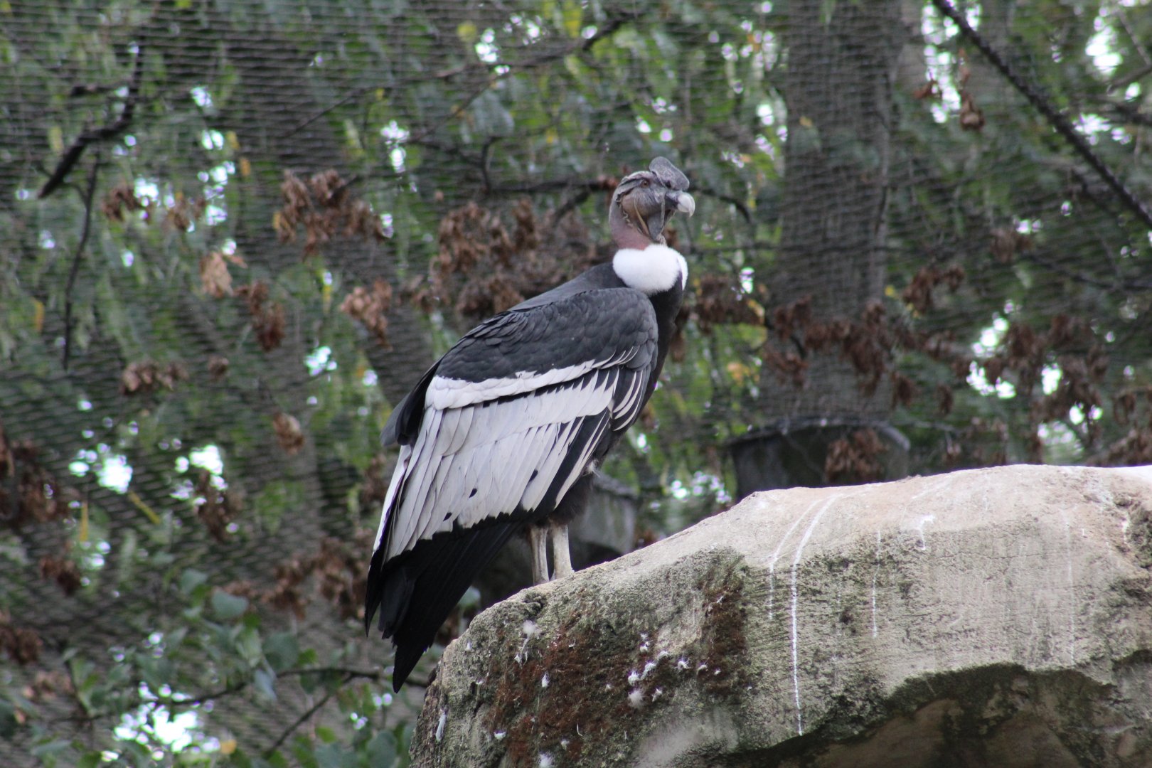 Andean Condor