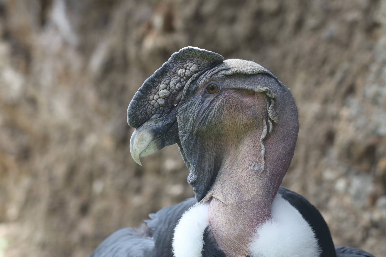 Andean condor