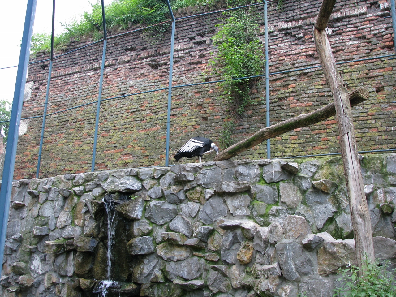 Andean condor