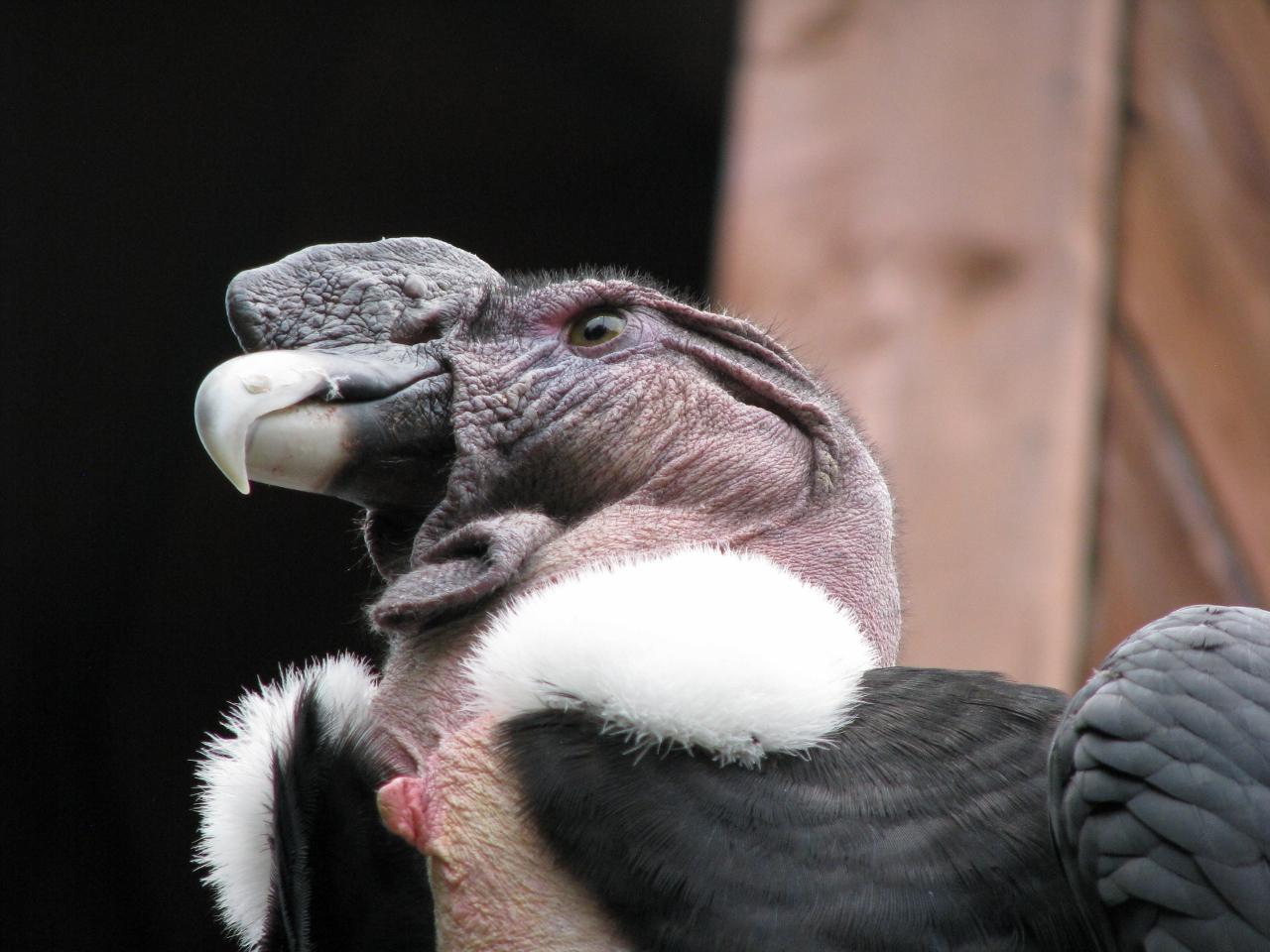 Andean condor