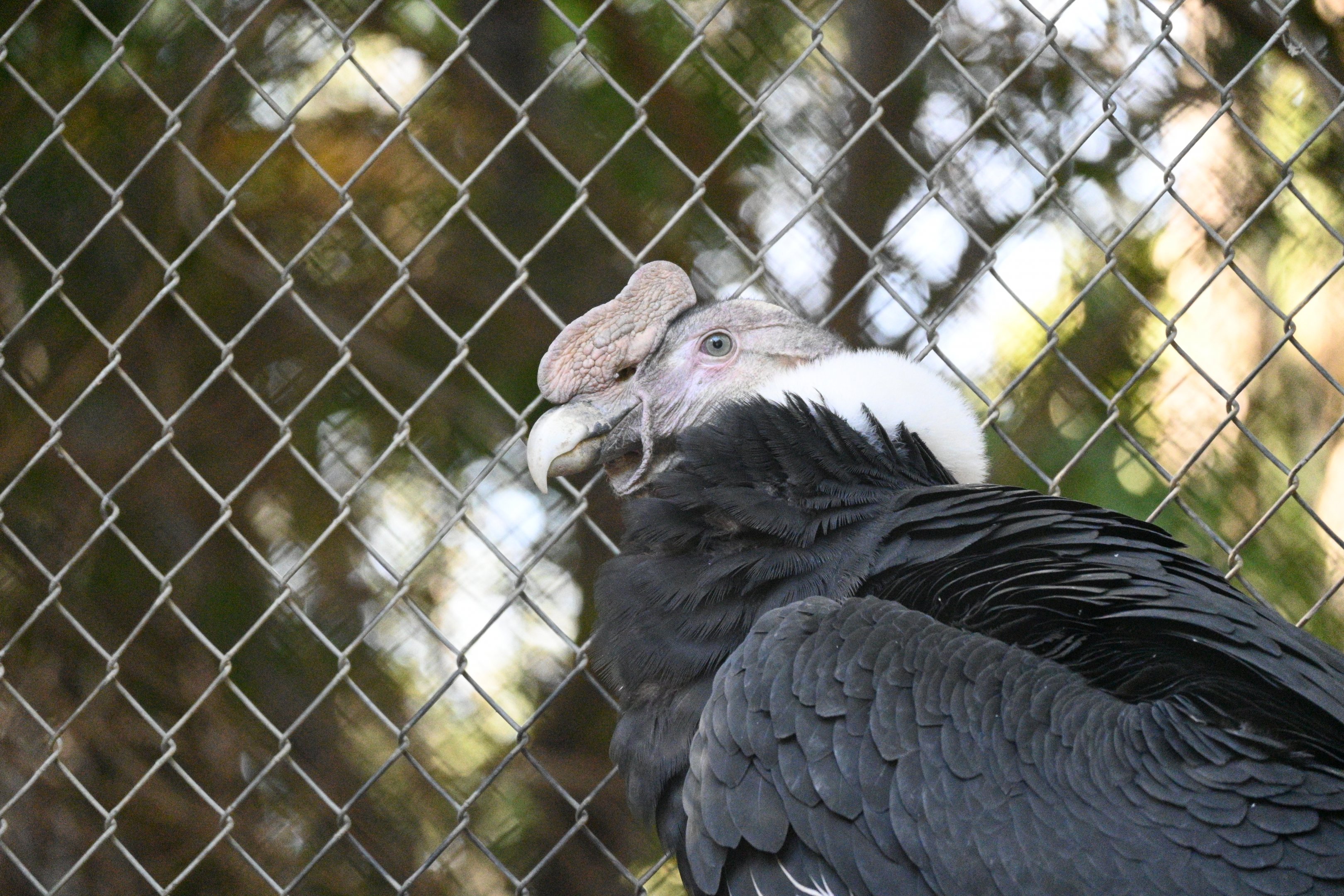 Andean Condor