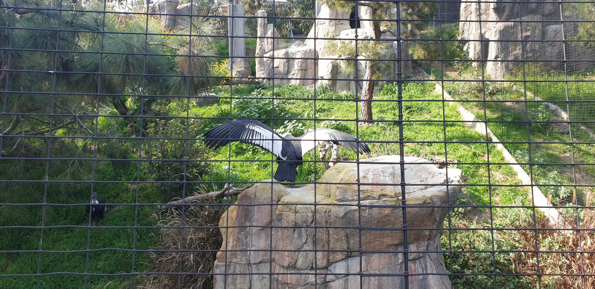 Andean Condor
