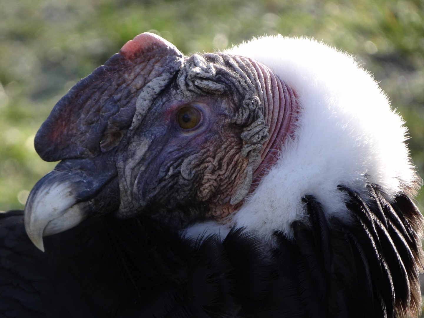 Andean Condor