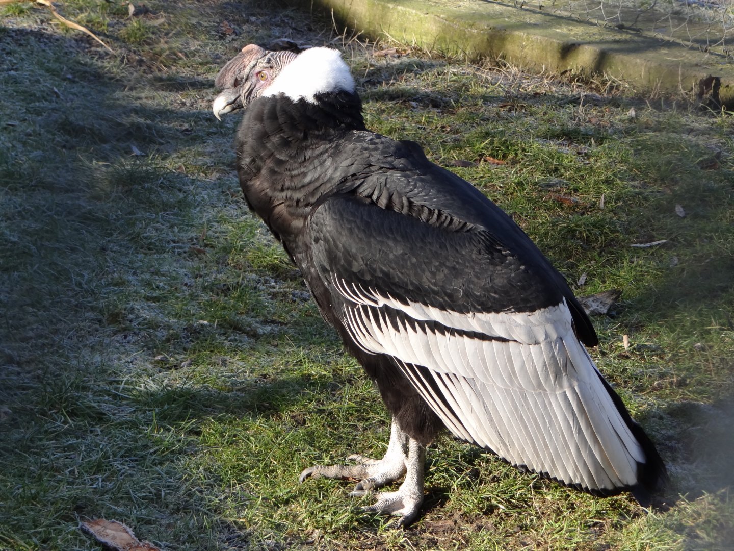 Andean Condor