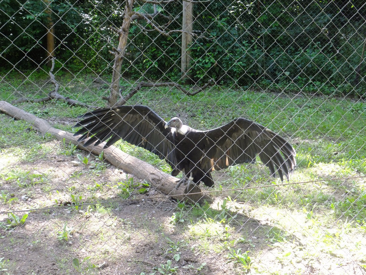 Andean condor