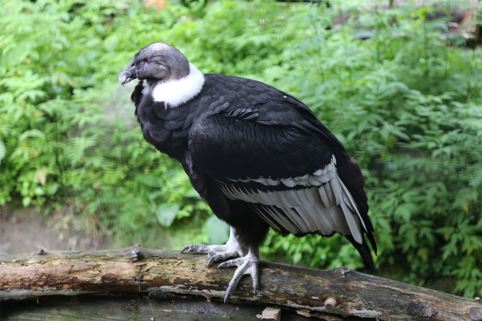 Andean Condor