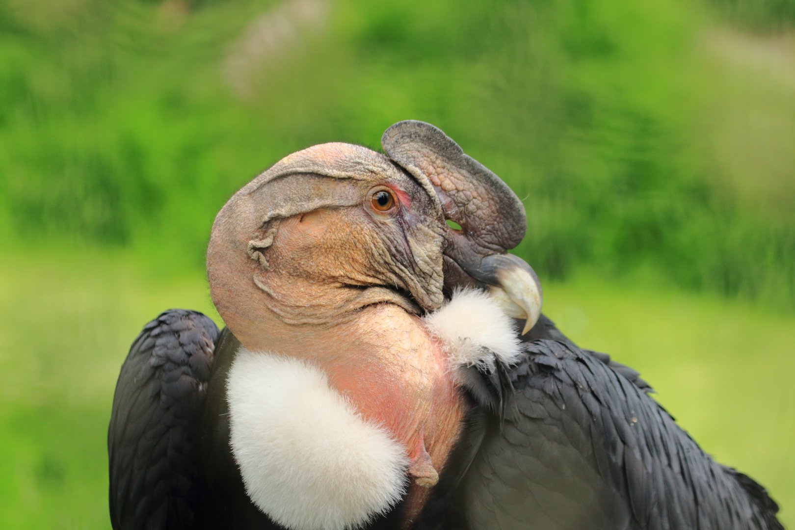 Andean condor