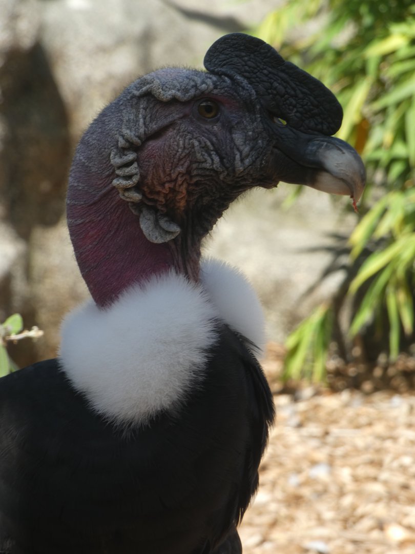 Andean Condor