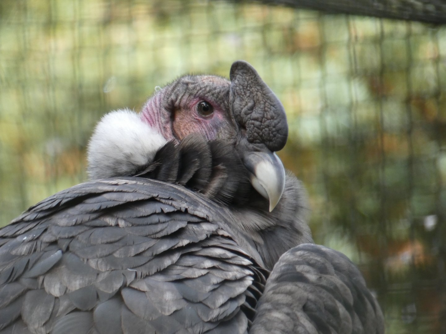 Andean Condor