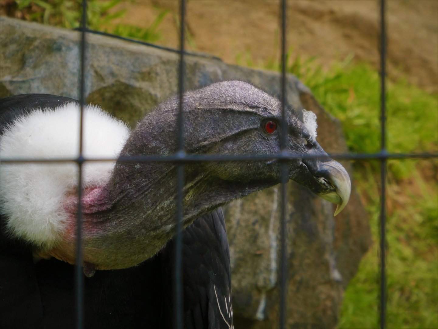 Andean Condor