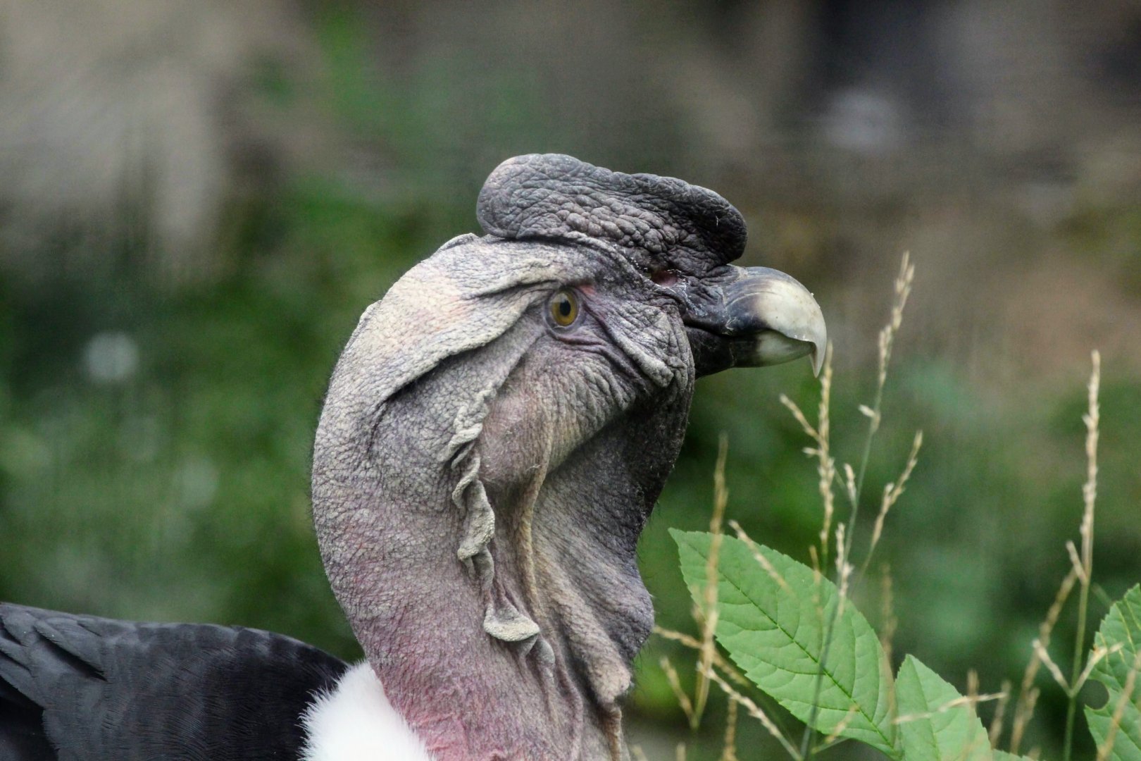 Andean Condor