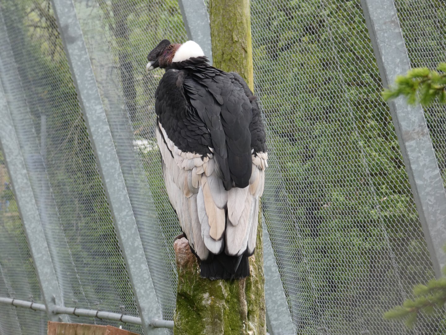 Andean condor