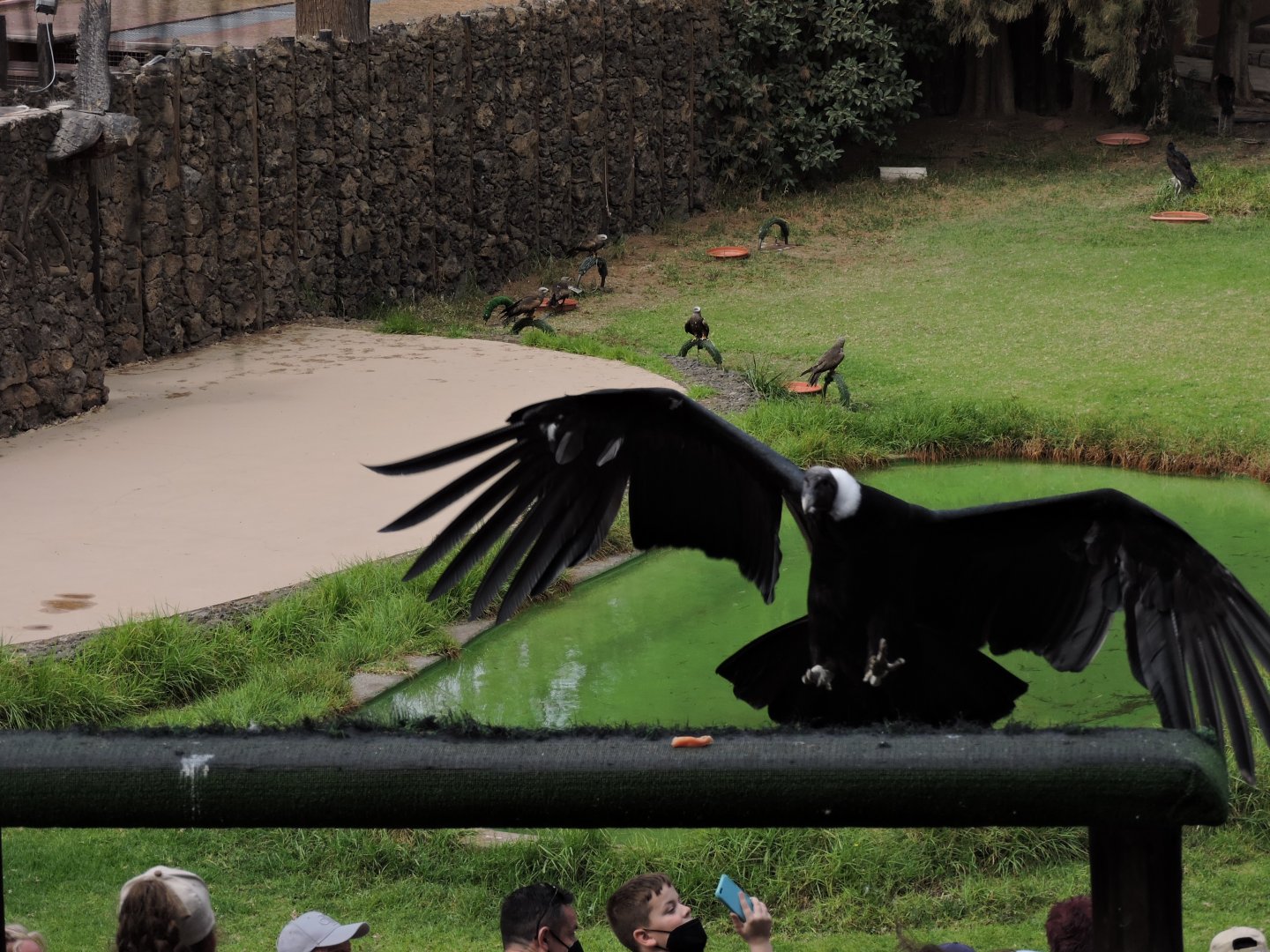 Andean Condor