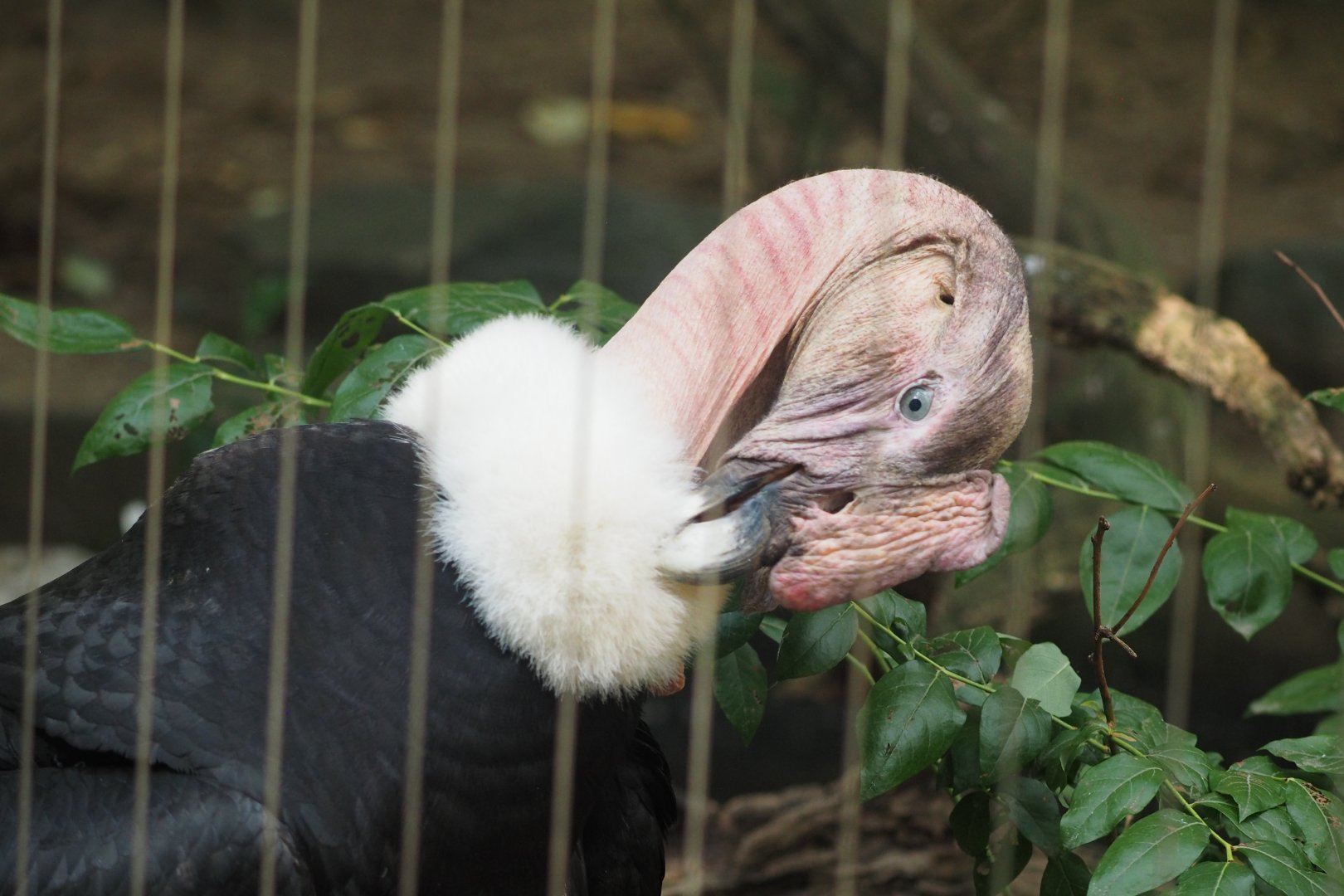 Andean condor