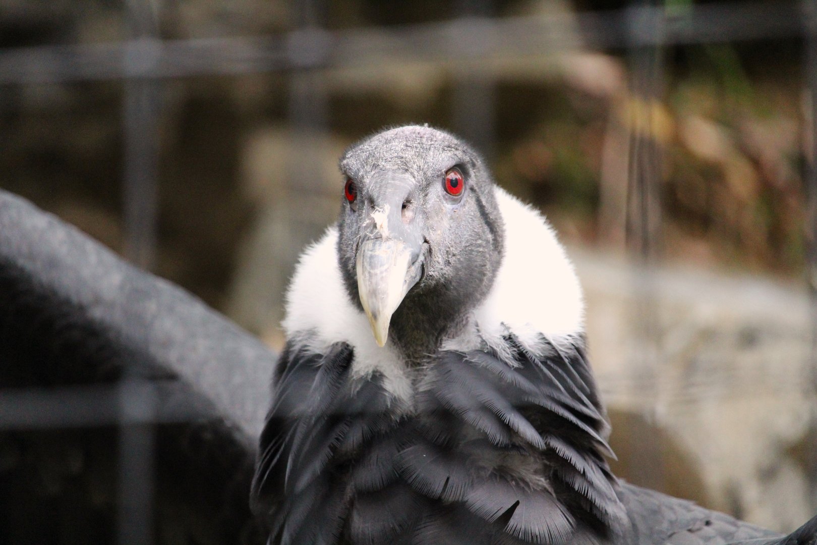 Andean Condor