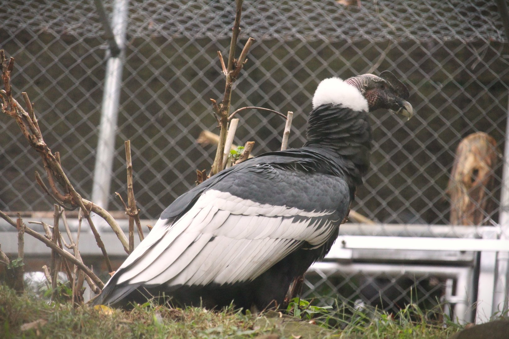 Andean Condor