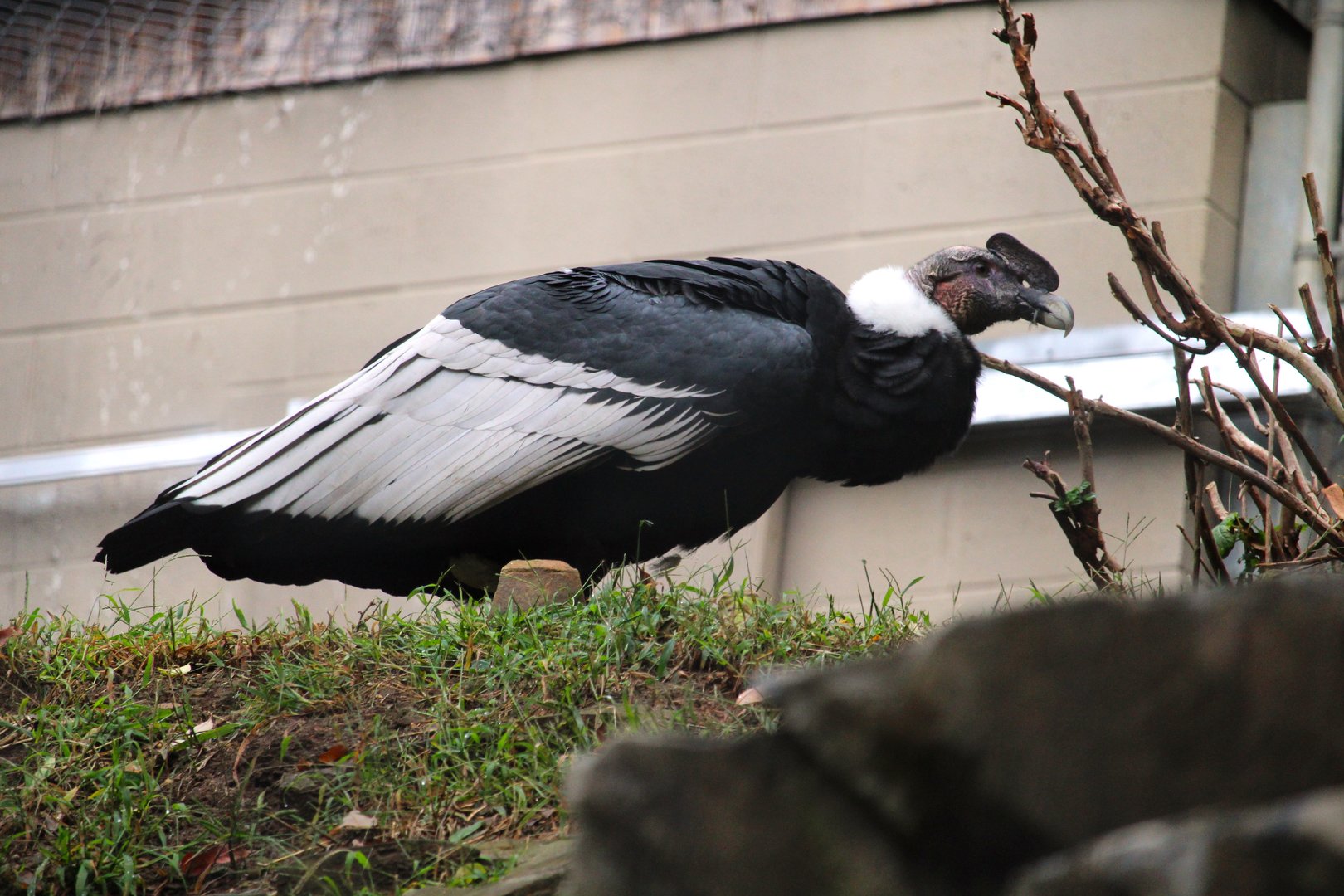 Andean Condor