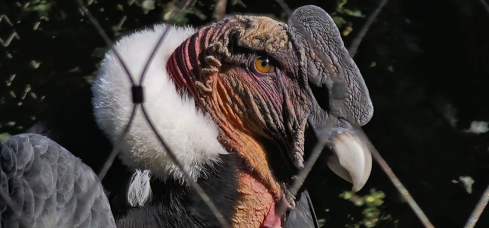 Andean Condor