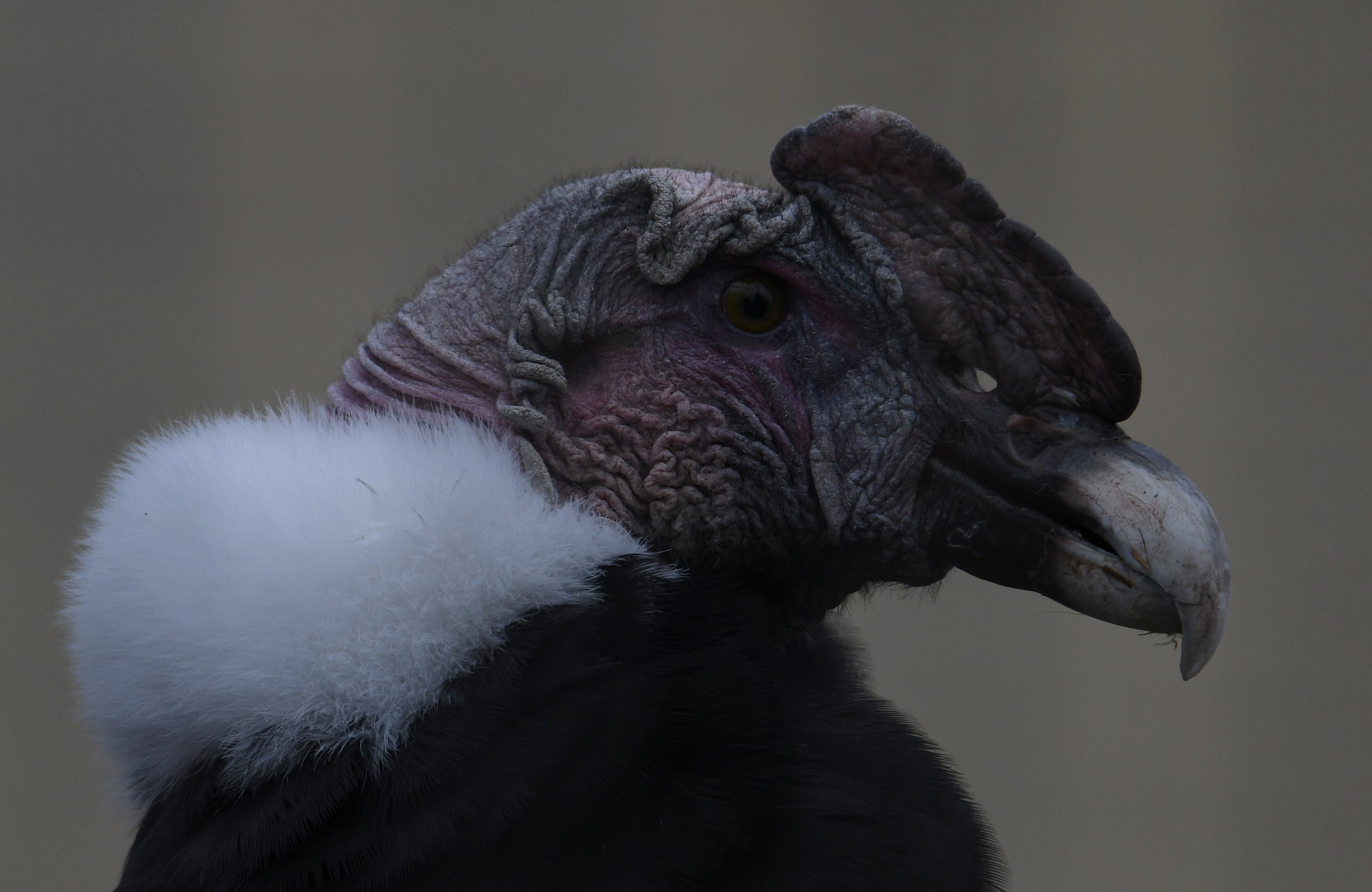 Andean Condor