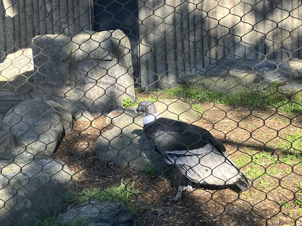 Andean Condor