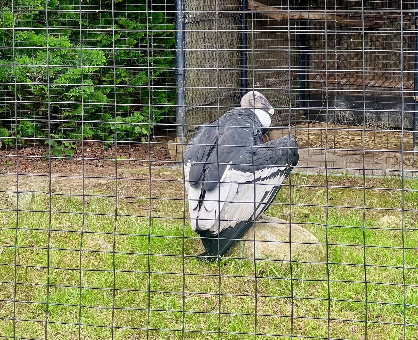 Andean Condor