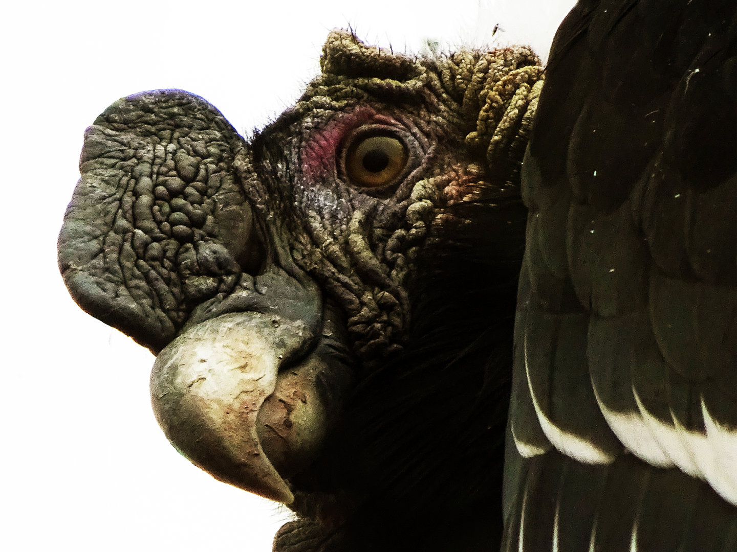 Andean Condor