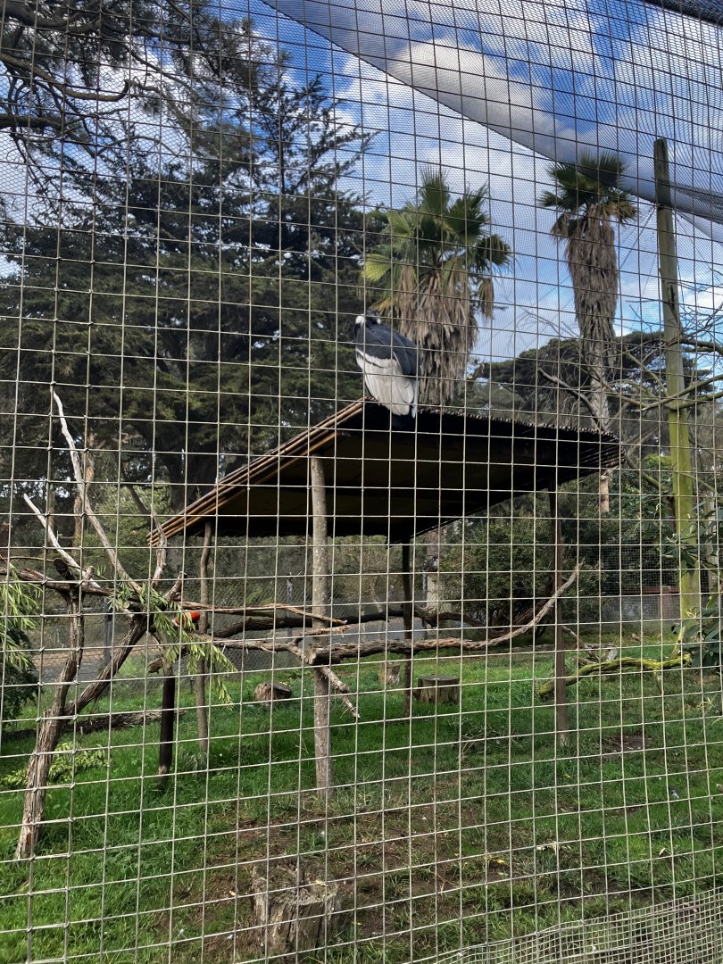 Andean Condor