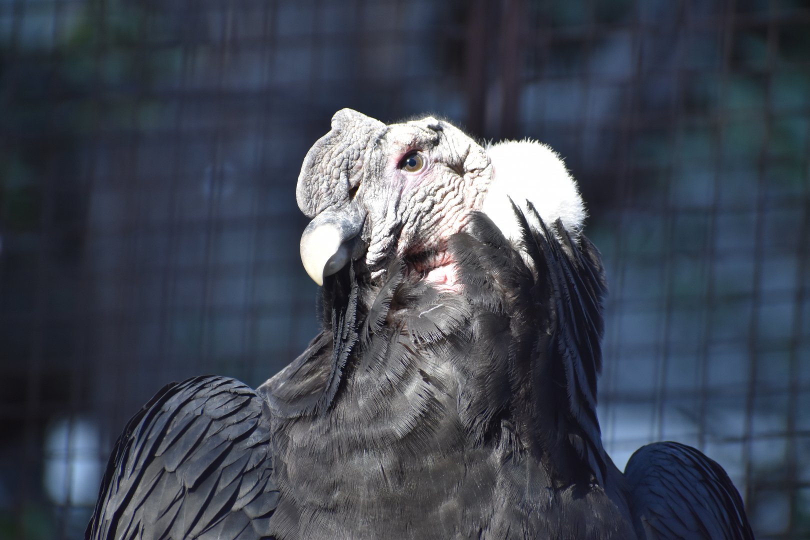 Andean Condor