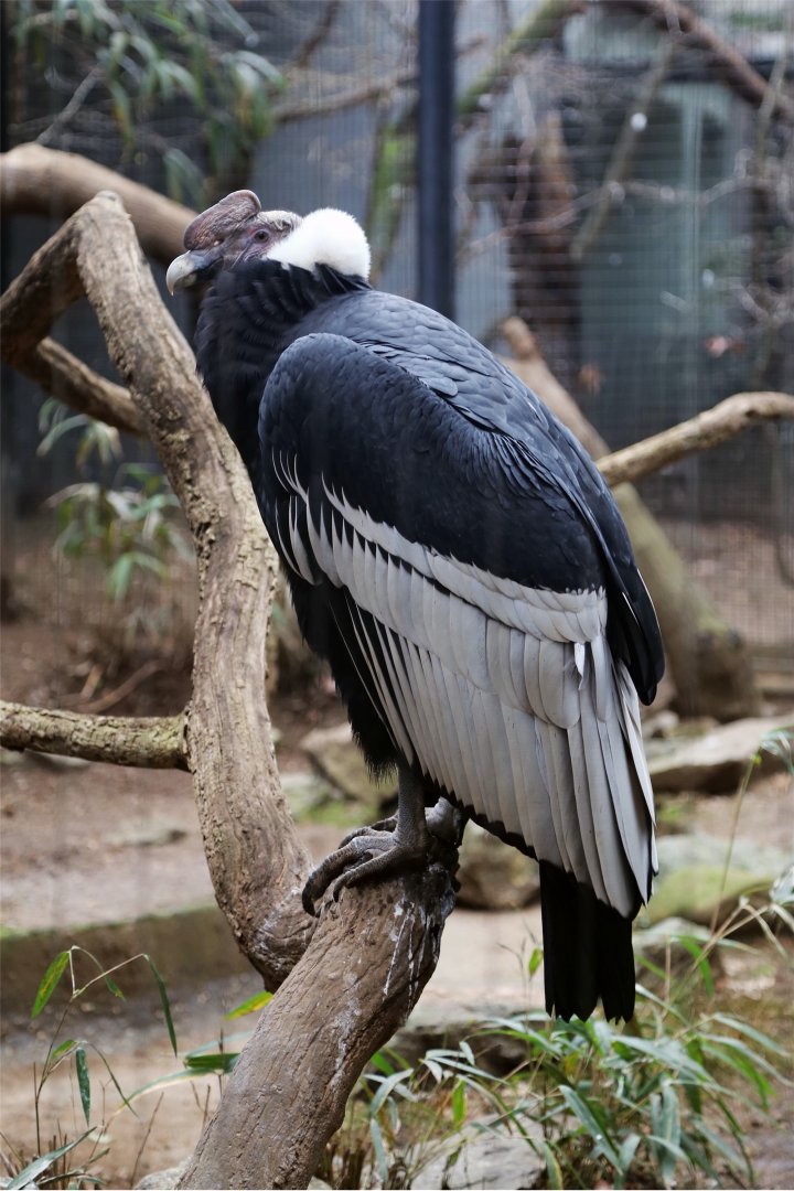 Andean Condor