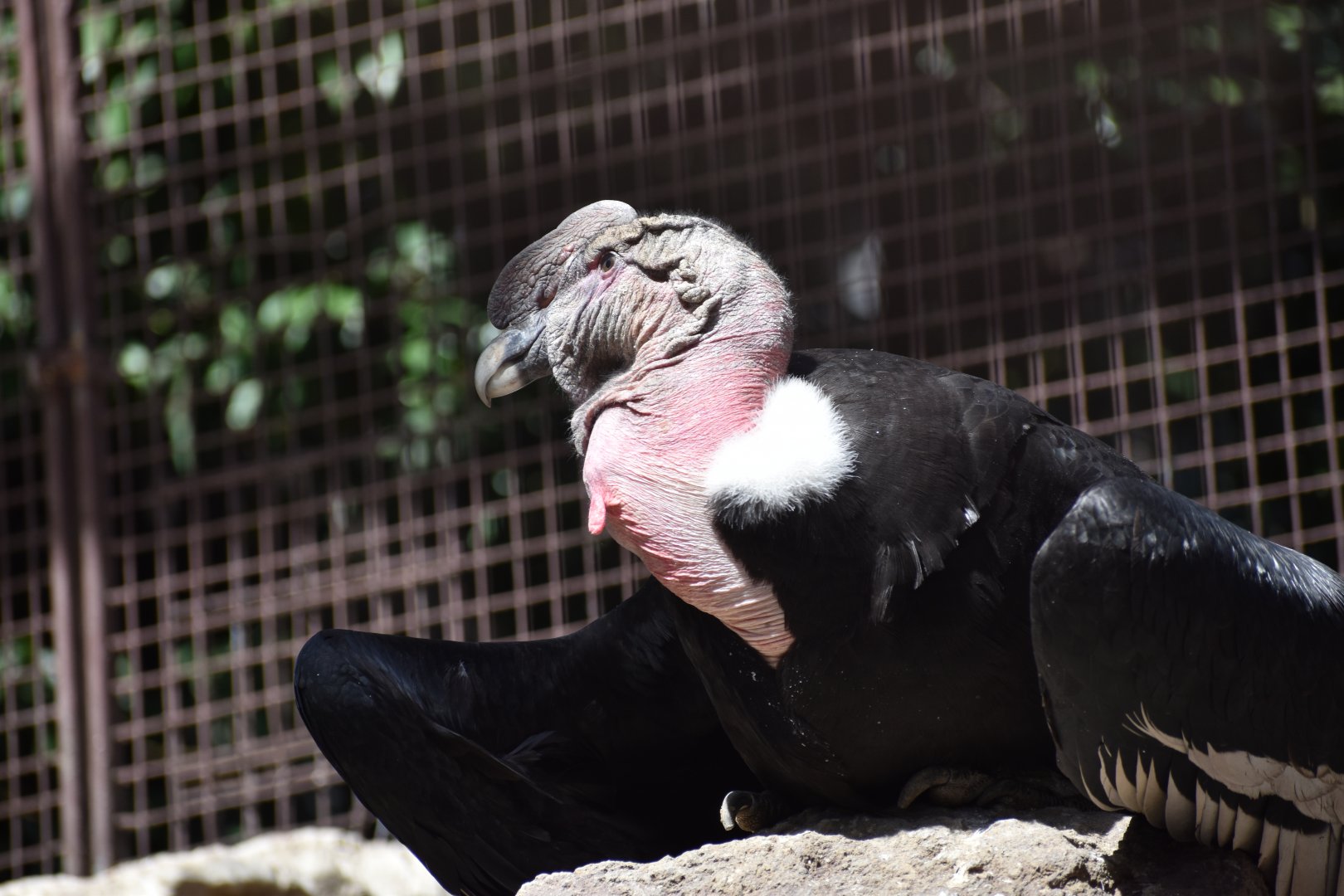 Andean Condor