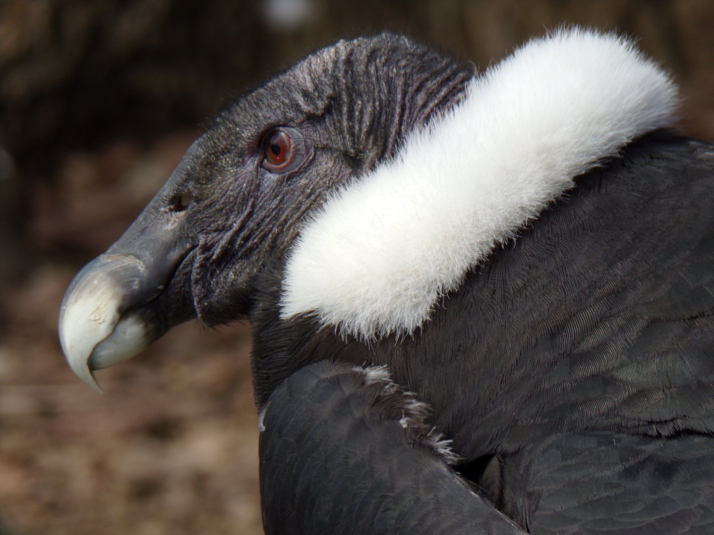 Andean Condor