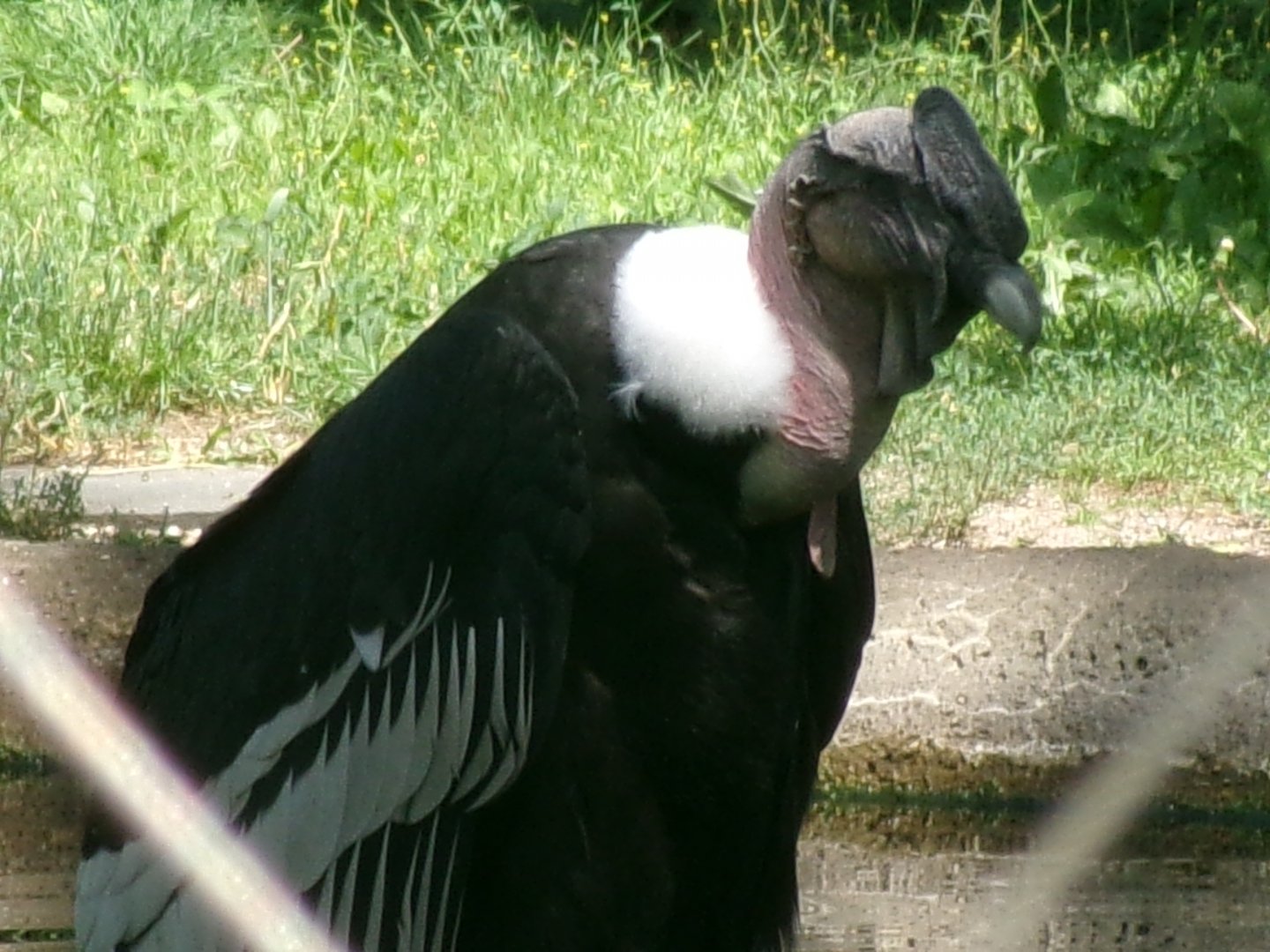 Andean condor