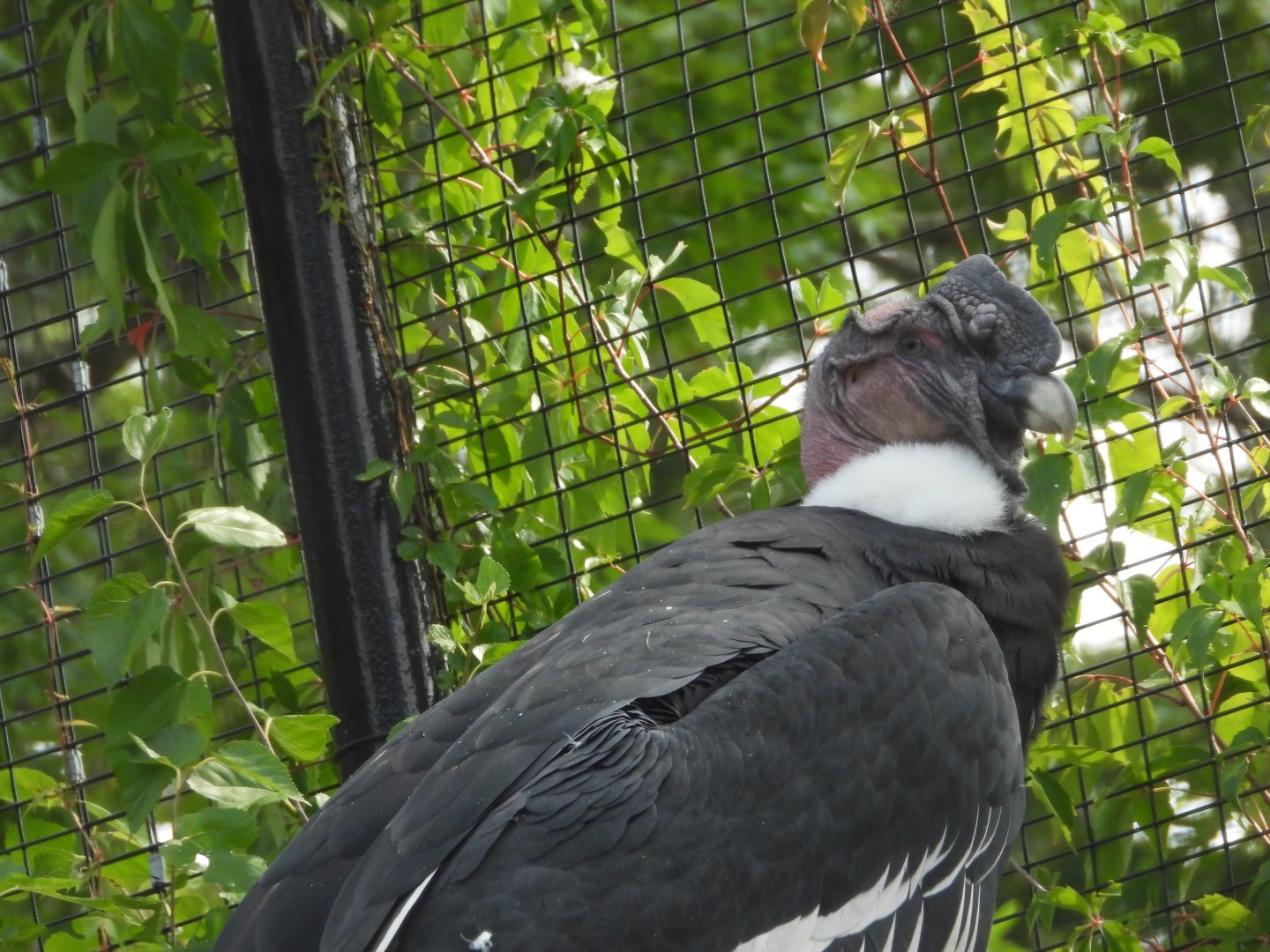Andean condor
