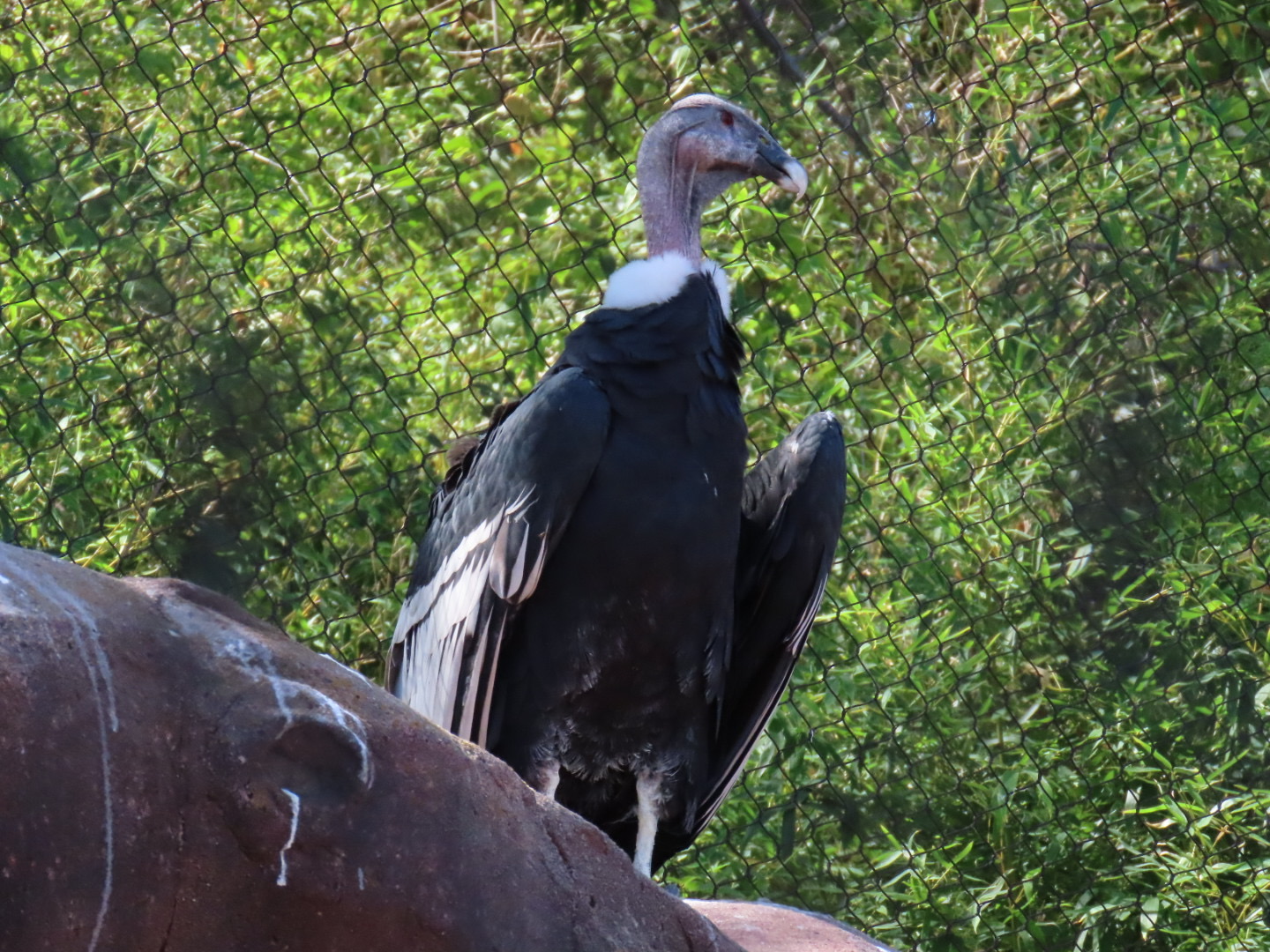 Andean Condor