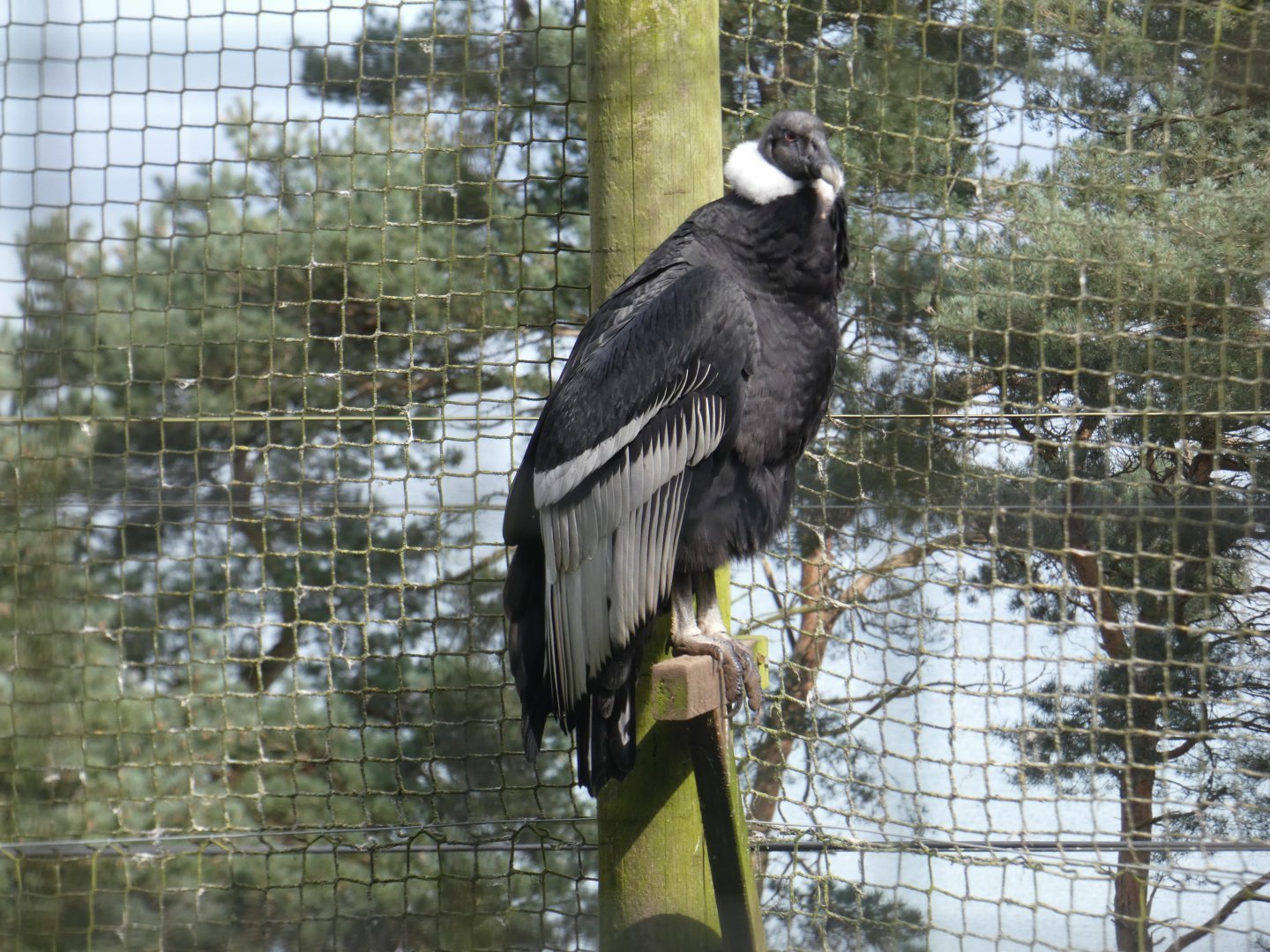 Andean condor