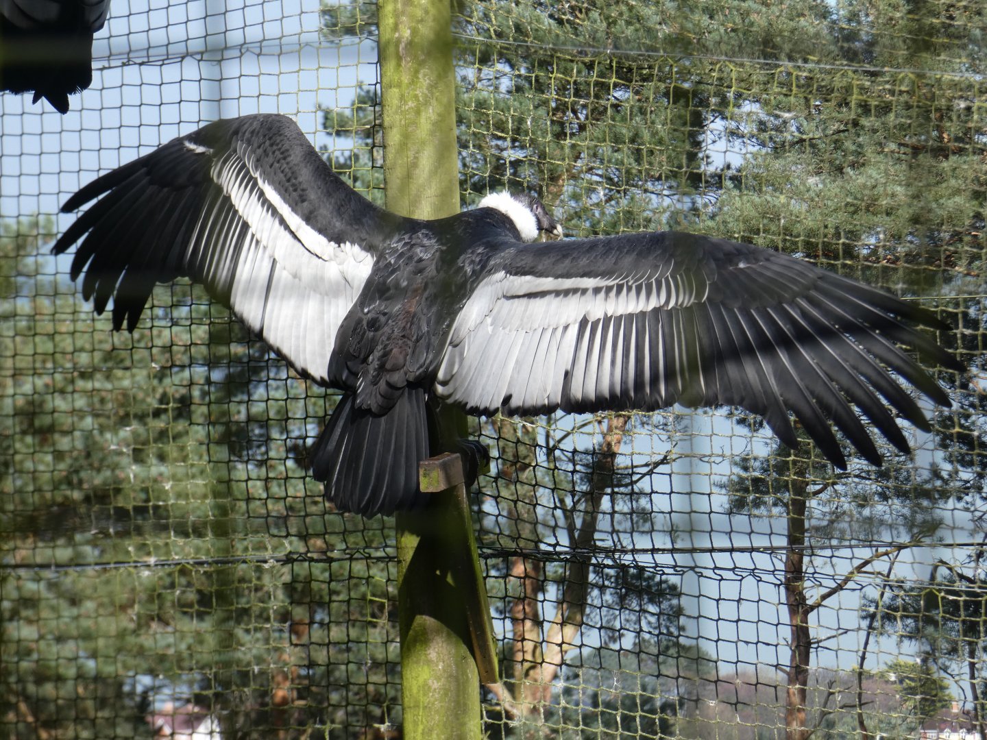 Andean condor