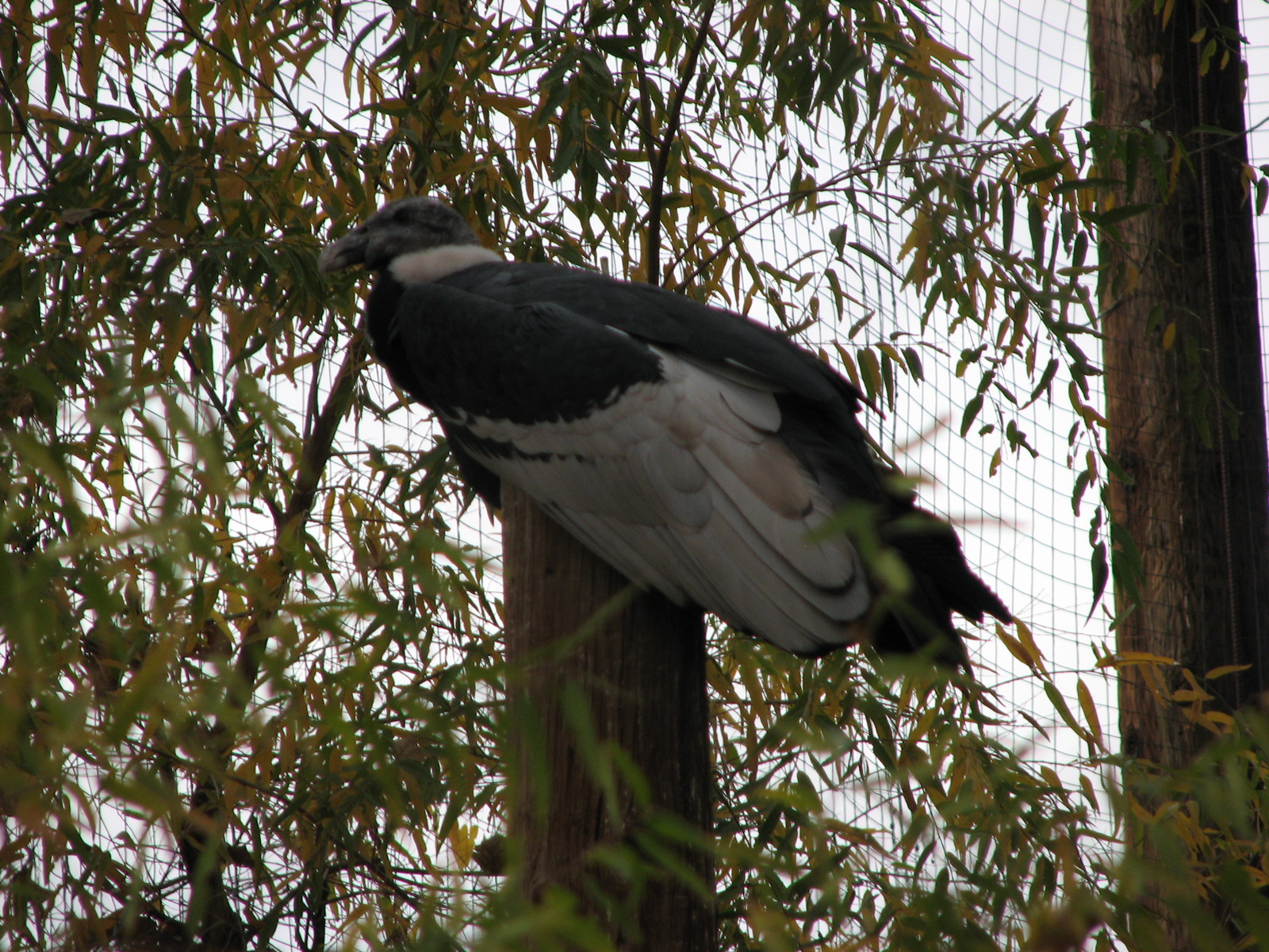 Andean Condor