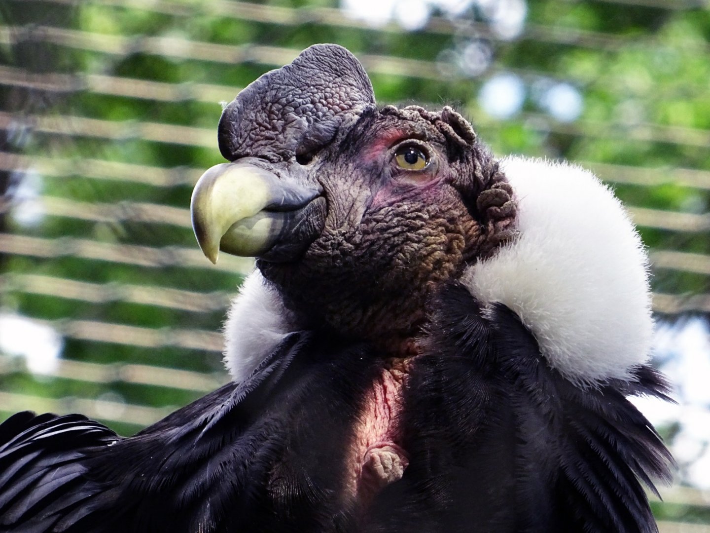 Andean Condor