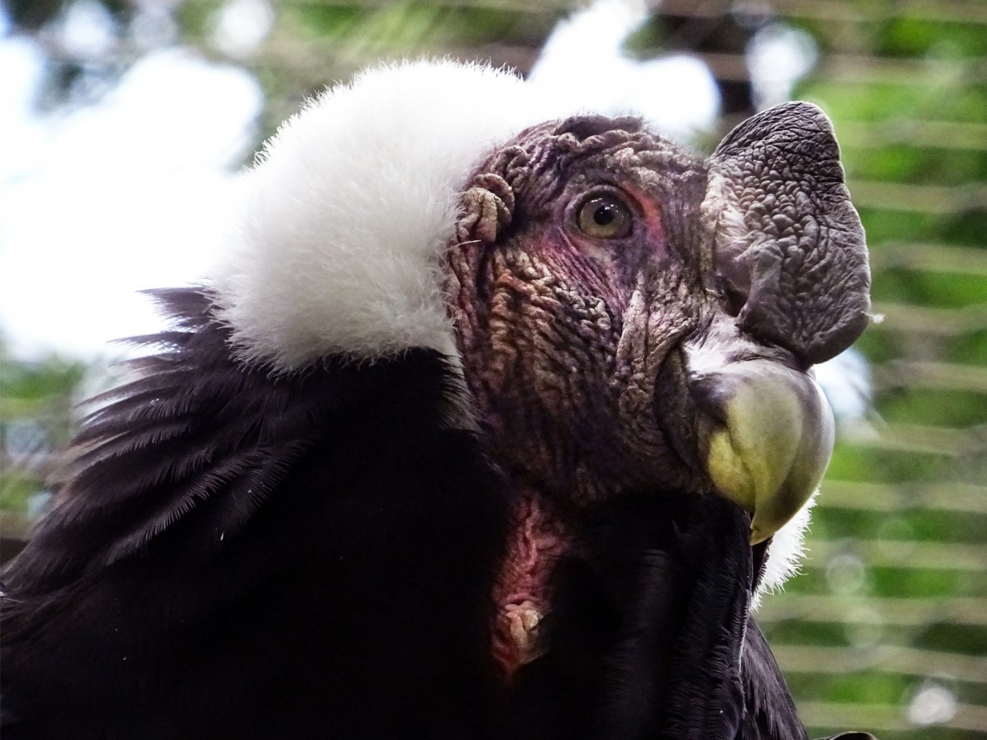 Andean Condor
