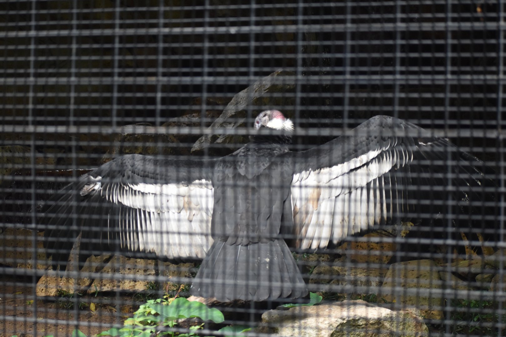 Andean Condor