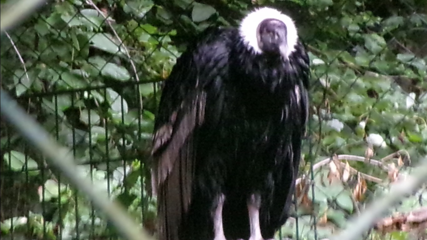 Andean condor